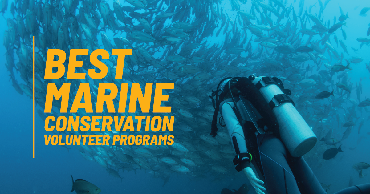 Best Marine Conservation Volunteer Programs 2023 & 2024