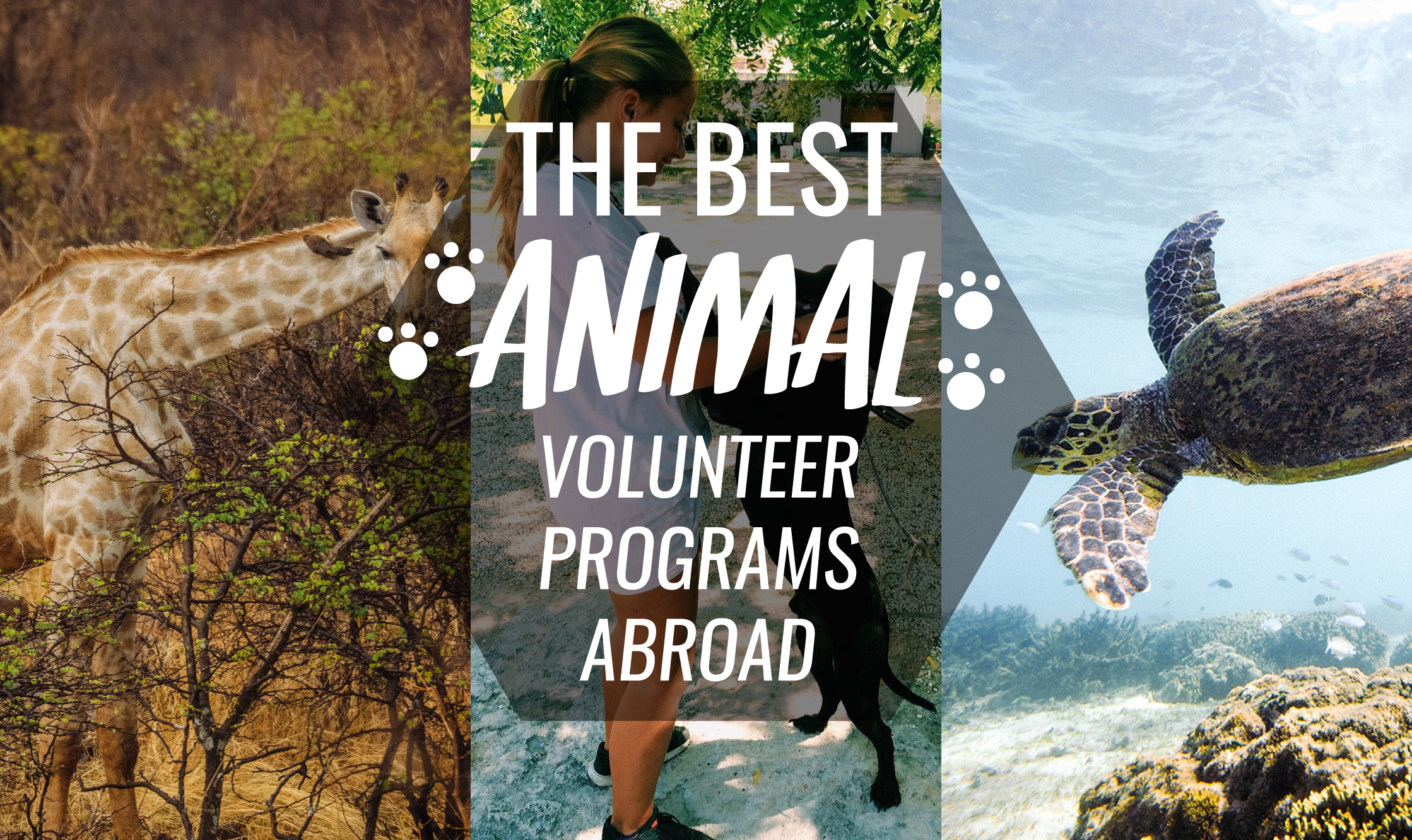 The Best Animal Volunteer Projects Abroad
