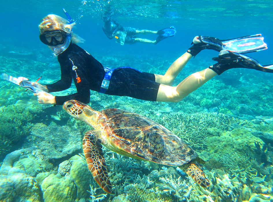 Great Barrier Reef Conservation Volunteer Program IVHQ