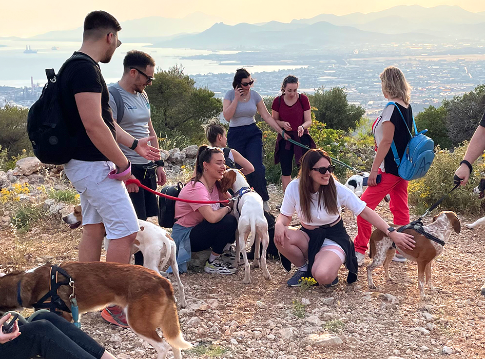 Animal Shelter Volunteer Program in Greece - Athens | IVHQ