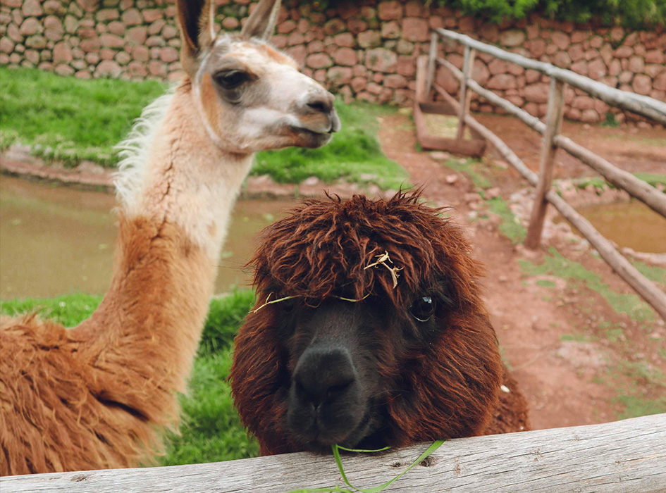 Animal Care Volunteer Program in Cusco - Peru | IVHQ