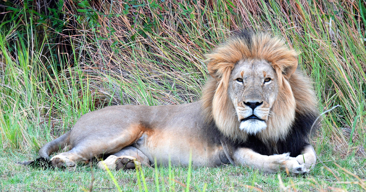 Wildlife & Conservation Volunteer Program in South Africa | IVHQ